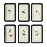Framed Bird Pictures
