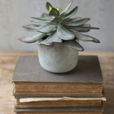 7" Succulent  With Cement Pot