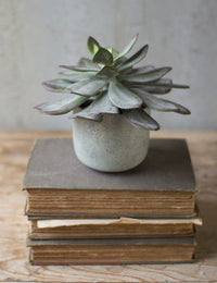 7" Succulent  With Cement Pot